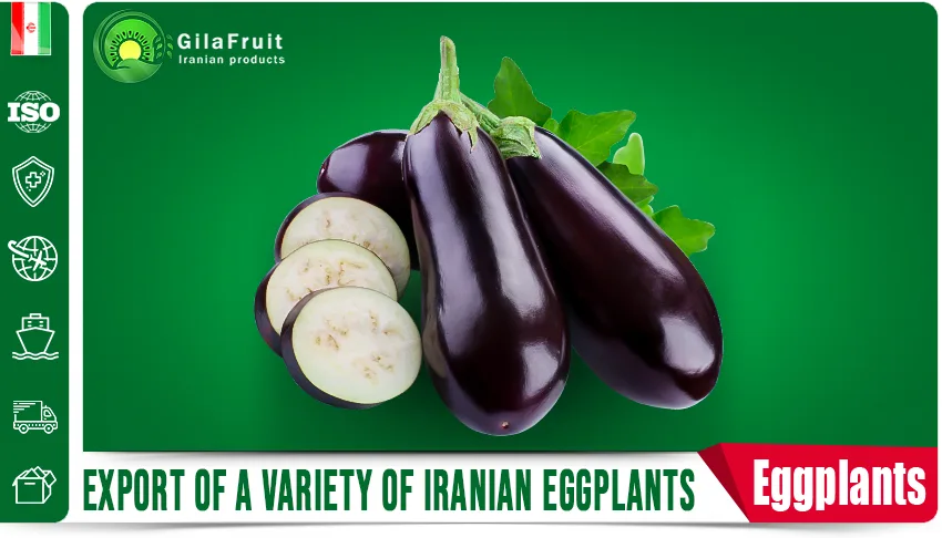 Export of a variety of Iranian eggplants of Gilafruit