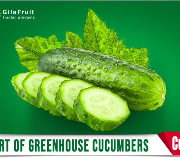 Export of greenhouse cucumbers from Gilafruit 1 360x320