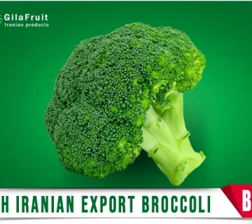 Fresh Iranian export broccoli gilafruit 360x320