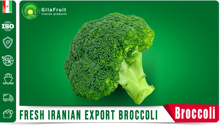 Fresh Iranian export broccoli gilafruit