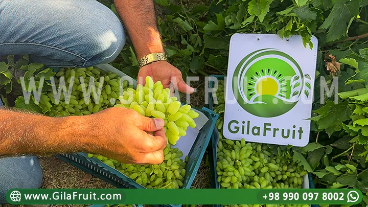 العنب الإيراني للتصدير, عنب الإيراني, عالي الجودة, أسعار تنافسية,
