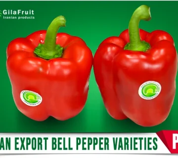 Iranian California Bell Pepper from Gilafruit Company 2 360x320