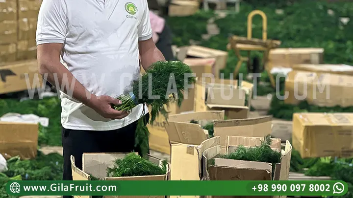 الشبت الإيراني, تصدير الشبت الإيراني, عالي الجودة, أسعار تنافسية,