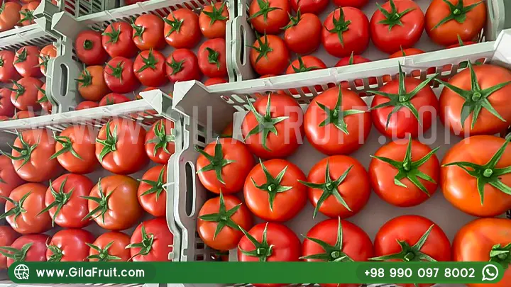 الطماطم الإيرانية, الطماطم الإيرانية للتصدير, عالي الجودة, أسعار تنافسية,