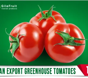 Iranian export greenhouse tomatoes from Gilafruit company 2 360x320