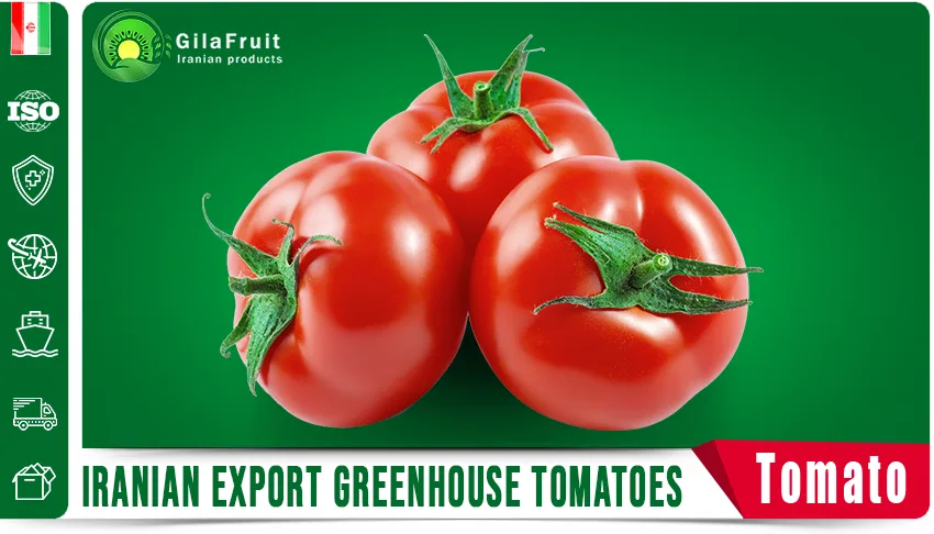 Iranian export greenhouse tomatoes from Gilafruit company 2