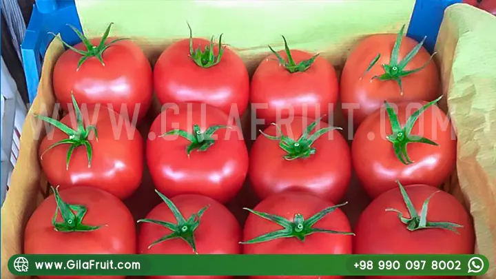 الطماطم الإيرانية, الطماطم الإيرانية للتصدير, عالي الجودة, أسعار تنافسية,