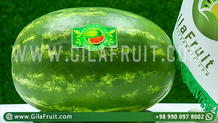 Iranian watermelon, Iranian watermelon export, Iranian watermelon prices, export watermelon from Iran, buy Iranian watermelon