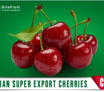 Iranian cherries,
Iranian cherry supplier,
export Iranian cherries,
buy Iranian cherries,
price of Iranian cherries