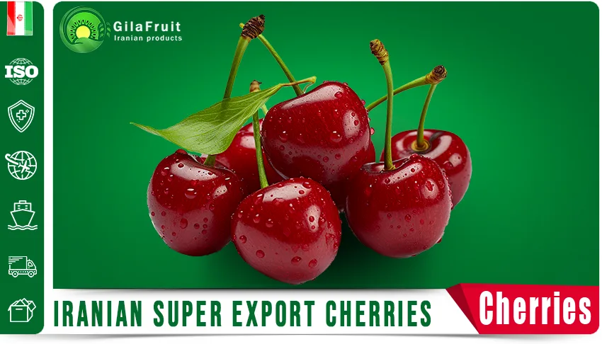 Iranian cherries,
Iranian cherry supplier,
export Iranian cherries,
buy Iranian cherries,
price of Iranian cherries