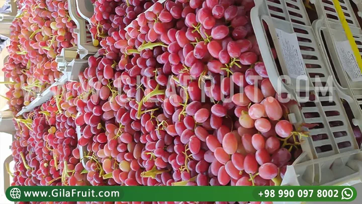 العنب الإيراني للتصدير, عنب الإيراني, عالي الجودة, أسعار تنافسية,