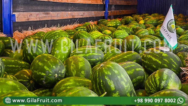 gilafruit watermelon