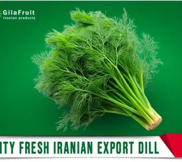 Iranian dill,
Iranian dill supplier,
export Iranian dill,
price of Iranian dill,
buy Iranian dill