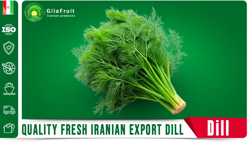 Iranian dill,
Iranian dill supplier,
export Iranian dill,
price of Iranian dill,
buy Iranian dill