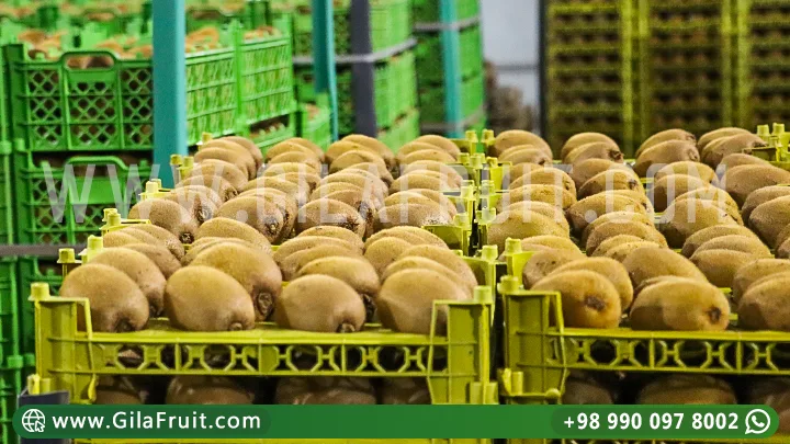 Gilafruit Kivi Qablaşdırması