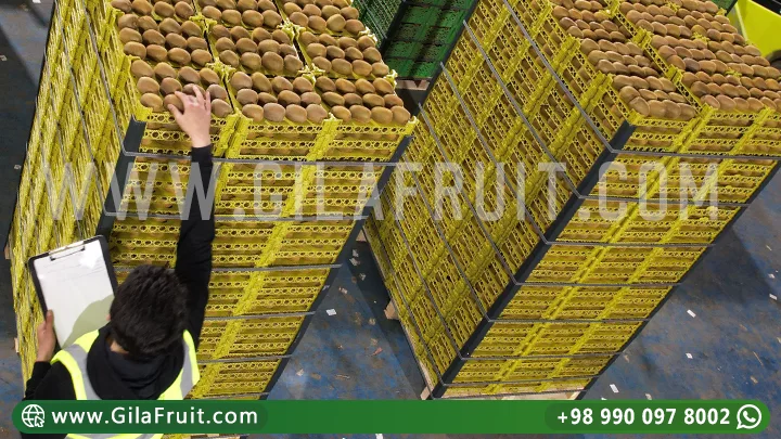 Gilafruit