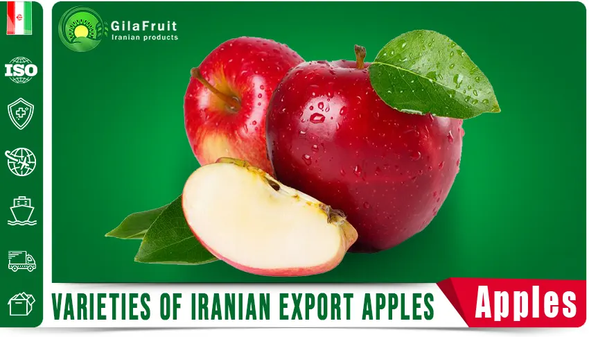 Varieties of Iranian Export Apples in gilafruit co 1