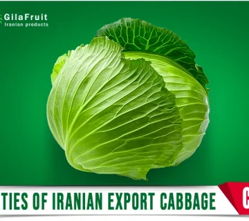 Varieties of Iranian Export Cabbage in gilafruit 1 360x320