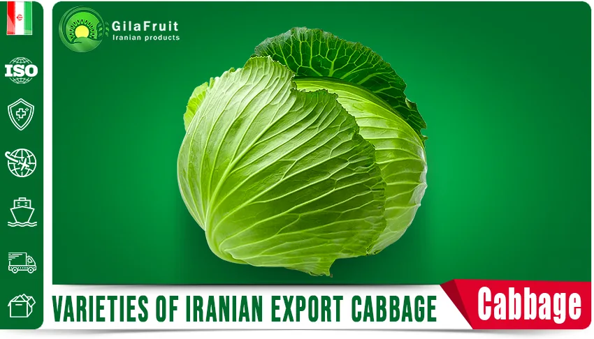 Varieties of Iranian Export Cabbage in gilafruit 1