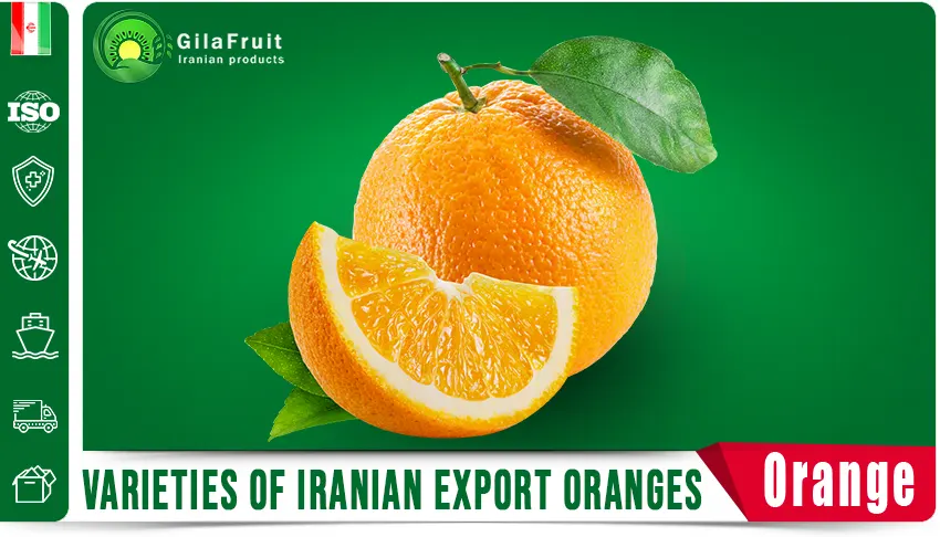 Iranian oranges, Iranian orange supplier, export Iranian oranges, buy Iranian oranges, price of Iranian oranges
