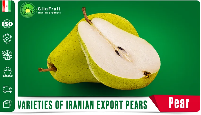 Iranian pear,
Iranian pear export,
Iranian pear supplier,
price of Iranian pears,
buy Iranian pear