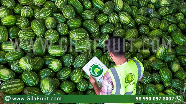 Iranian watermelon, Iranian watermelon export, Iranian watermelon prices, export watermelon from Iran, buy Iranian watermelon