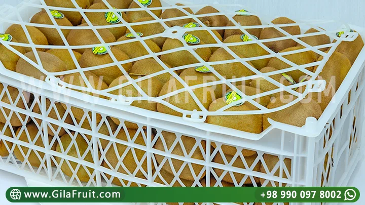 عبوات الكيوي الجيلافروت