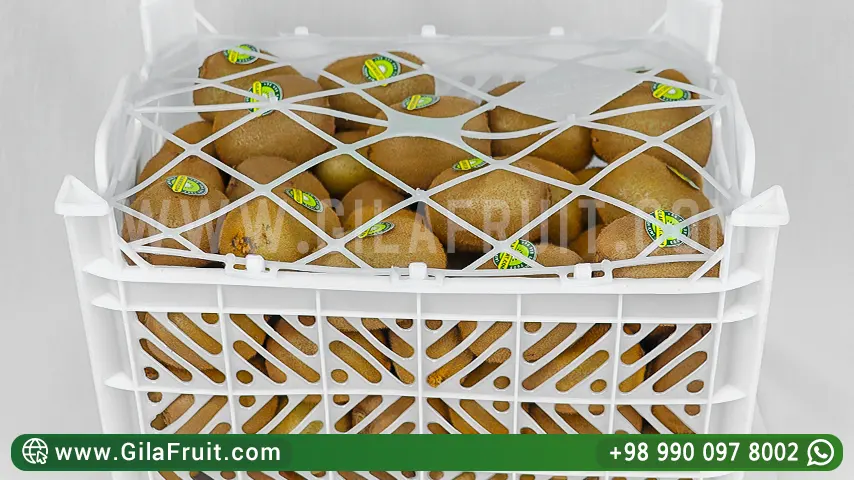 Exported Hayward Green Kiwi in 10 kg packaging