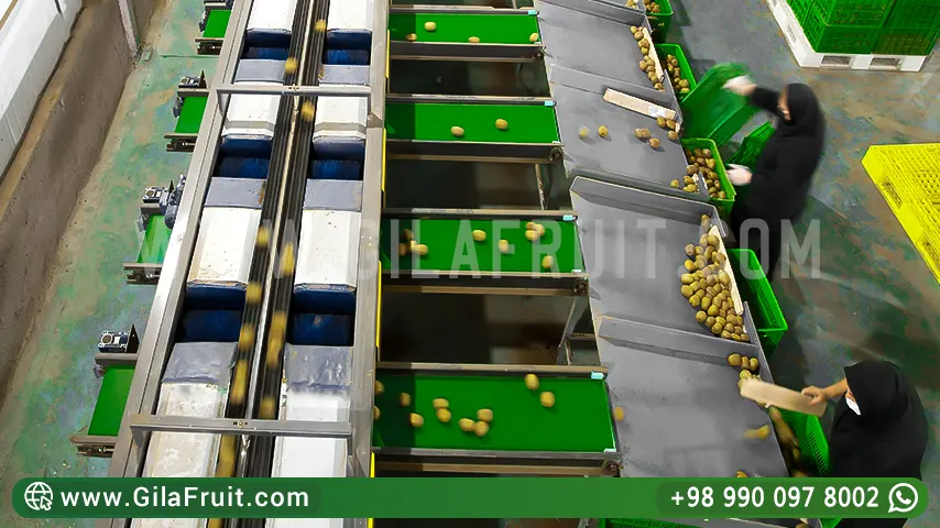 Kiwi sorting for Iran's export using modern equipment of the fruit sorting industry