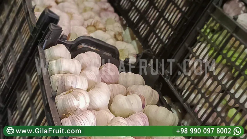 Export of Iranian garlic