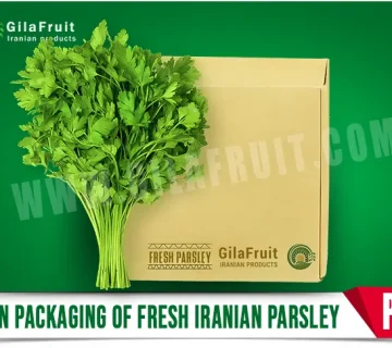 Carton packaging of fresh Iranian Parsley 360x320