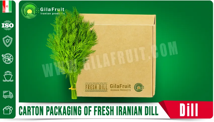 Carton packaging of fresh Iranian dill 1