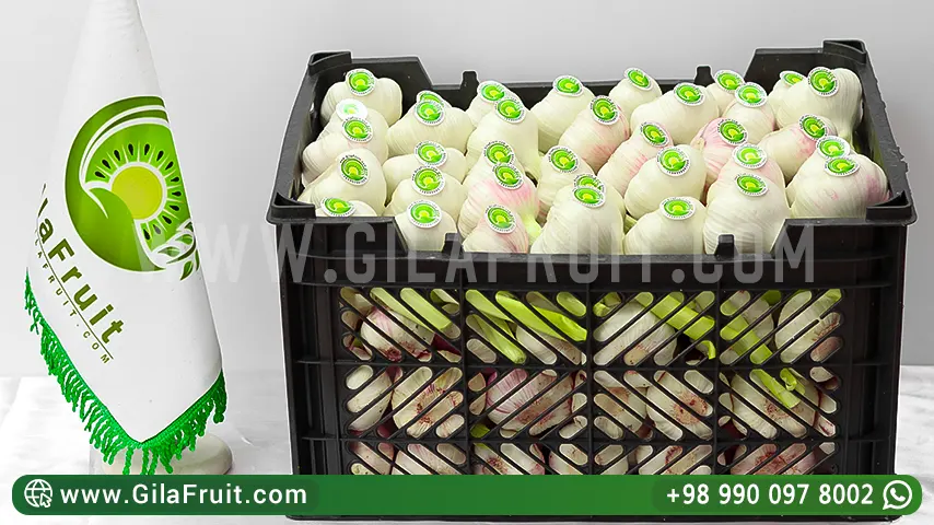 Iranian export garlic