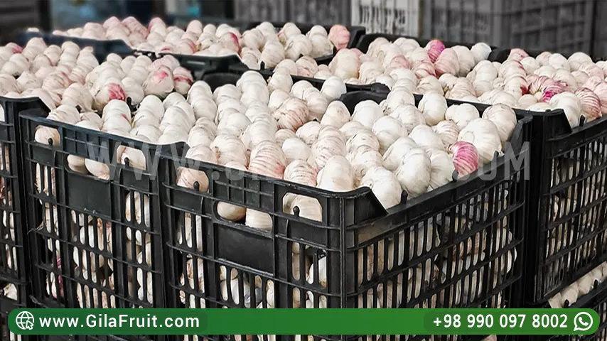Iranian export garlic in 10 kg plastic basket packaging