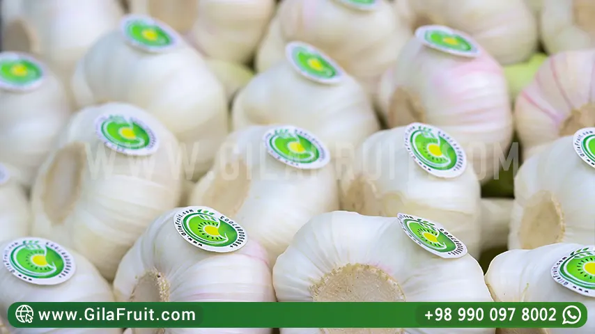 Iranian garlic