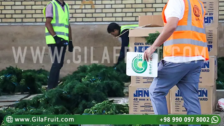 تصدير البقدونس, تغليف احترافي, جودة عالية, منتجات إيرانية