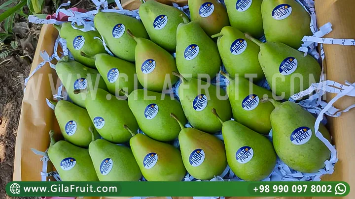 تصدير الكمثرى الإيراني,سعرًا تنافسيًا,جودة عالية,فاكهة إيرانية,صادرات فواكه