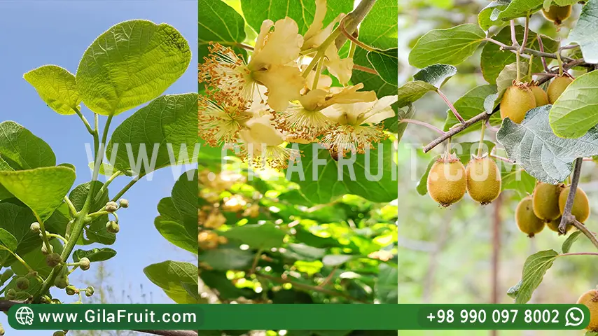 مواصفات الکیوي