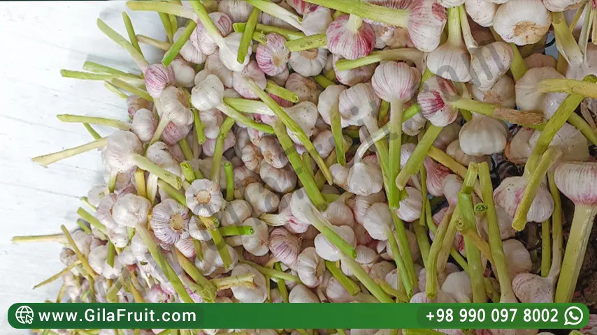 Sort of Iran's export garlic based on size and shape