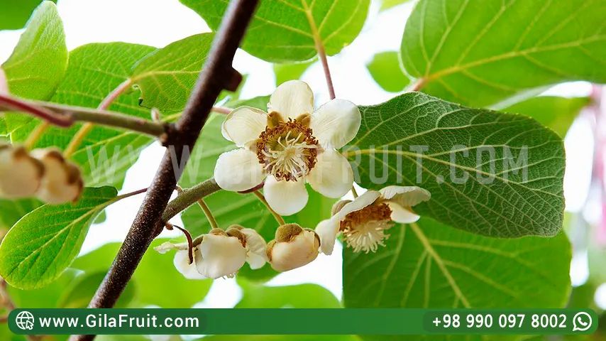 Kiwis cultivation