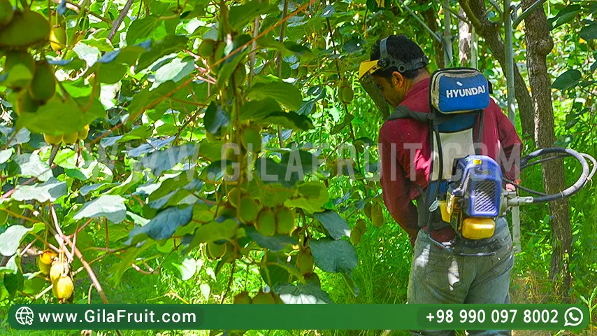 Kiwis cultivation