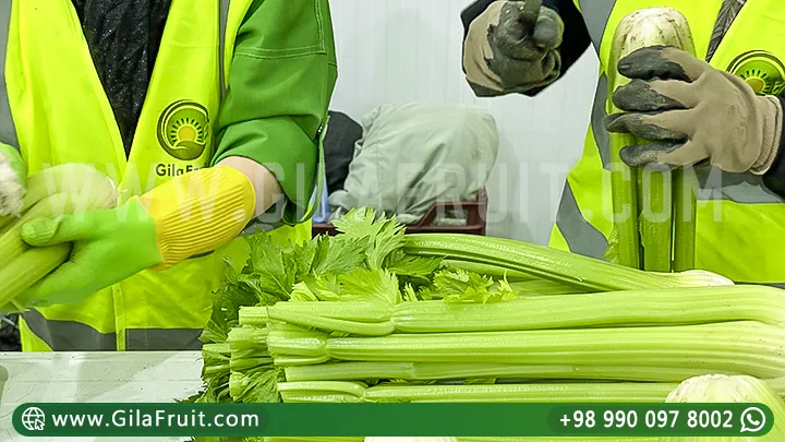 Иранский сельдерей Экспорт овощей Иранские овощи Свежая продукция логистика поставок