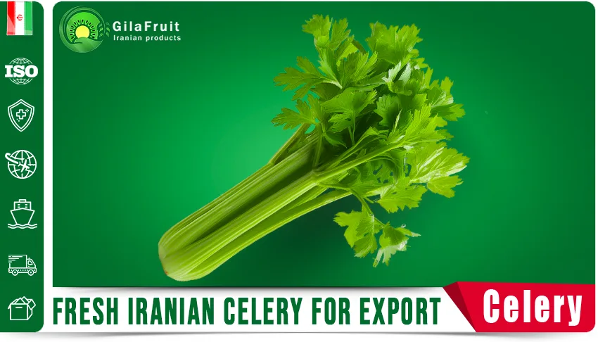 Иранский сельдерей Экспорт овощей Иранские овощи Свежая продукция логистика поставок