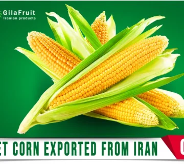 الذرة الحلوة التصدير الجودة المزارع التعبئة والتغليف