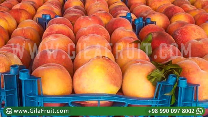 Iranian Peach Fruit Export Cold Chain Logistics Peaches for Export
