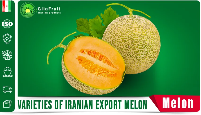 Iranian Export Melons Fruit Export Fresh Produce Long Distance Shipping