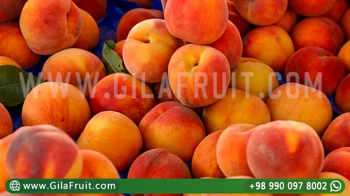 Iranian Peach Fruit Export Cold Chain Logistics Peaches for Export