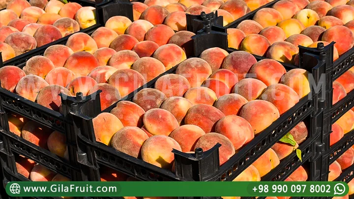Iranian Peach