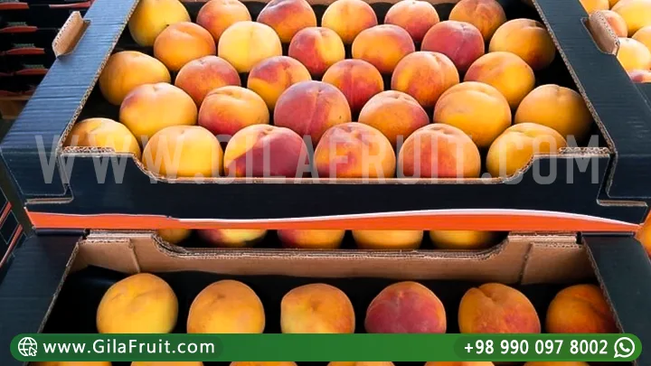 Iranian Peach Fruit Export Cold Chain Logistics Peaches for Export