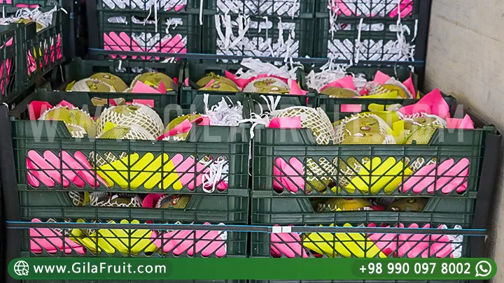 Iranian Export Melons Fruit Export Fresh Produce Long-Distance Shipping